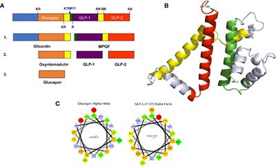 Pathways of Glucagon Secretion and Trafficking in the Pancreatic Alpha Cell: Novel Pathways, Proteins, and Targets for Hyperglucagonemia